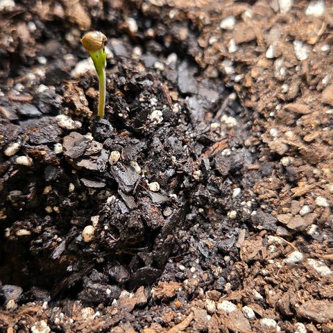 Jelly Donutz #2 growlog timeline photo