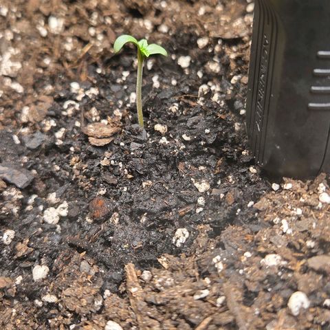 Jelly Donutz #1 growlog timeline photo