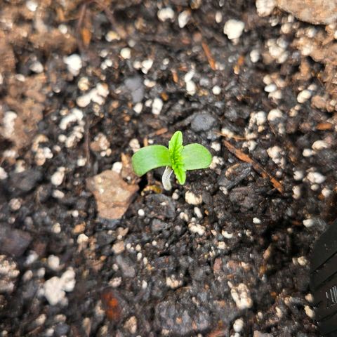 Jelly Donutz #1 growlog timeline photo