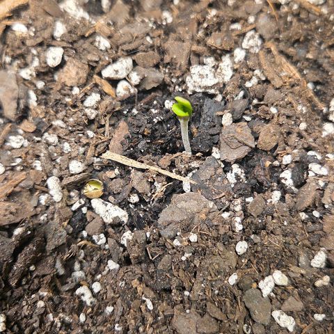 Jelly Donutz #2 growlog timeline photo