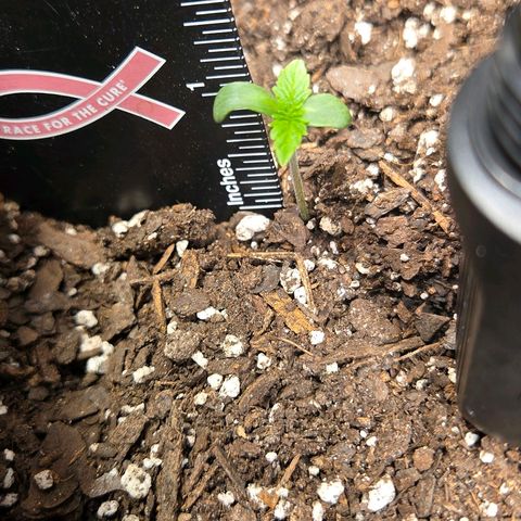 Jelly Donutz #1 growlog timeline photo