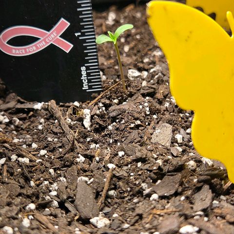 Jelly Donutz #2 growlog timeline photo