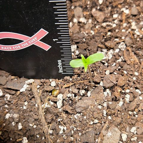 Jelly Donutz #2 growlog timeline photo