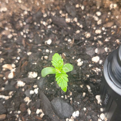 Jelly Donutz #1 growlog timeline photo