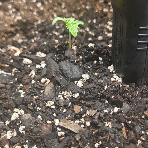Jelly Donutz #1 growlog timeline photo