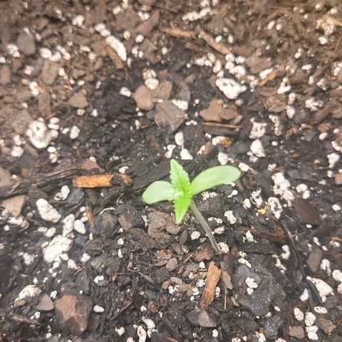 Jelly Donutz #2 growlog timeline photo