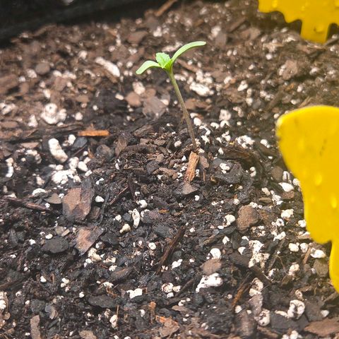 Jelly Donutz #2 growlog timeline photo