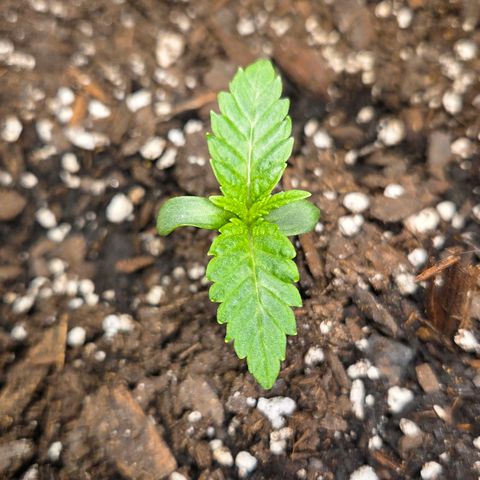 Jelly Donutz #1 growlog timeline photo