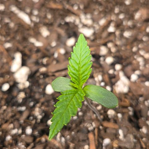 Jelly Donutz #2 growlog timeline photo