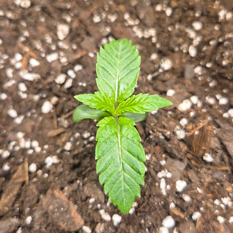 Jelly Donutz #1 growlog timeline photo
