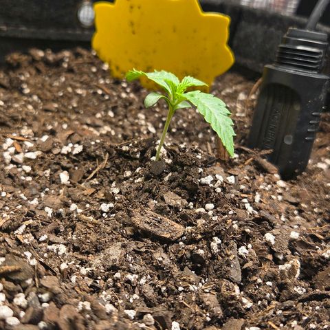 Jelly Donutz #1 growlog timeline photo