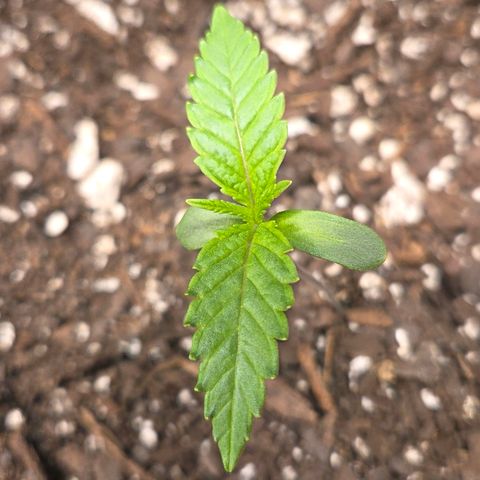 Jelly Donutz #2 growlog timeline photo