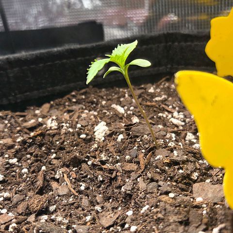 Jelly Donutz #2 growlog timeline photo