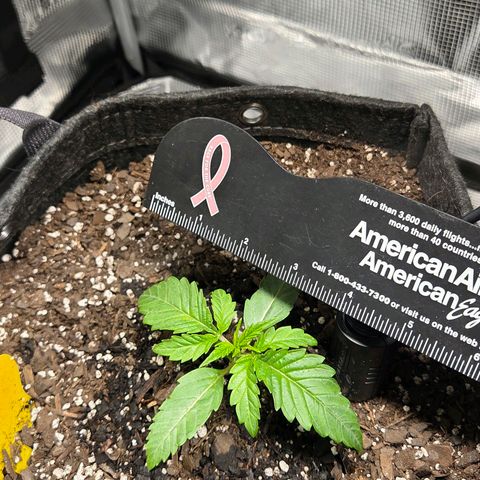 Jelly Donutz #1 growlog timeline photo