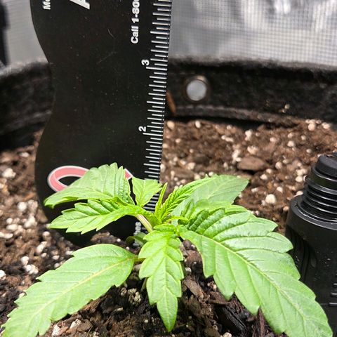 Jelly Donutz #1 growlog timeline photo