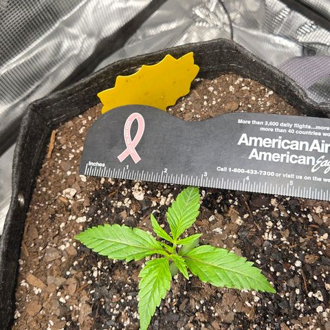 Jelly Donutz #2 growlog timeline photo