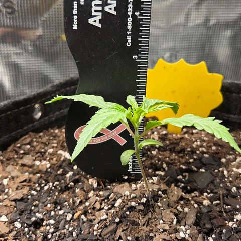 Jelly Donutz #2 growlog timeline photo
