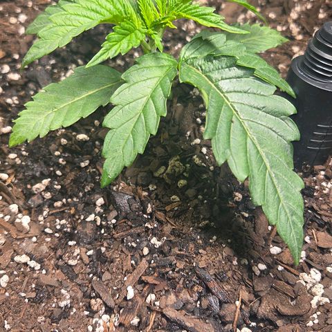 Jelly Donutz #1 growlog timeline photo