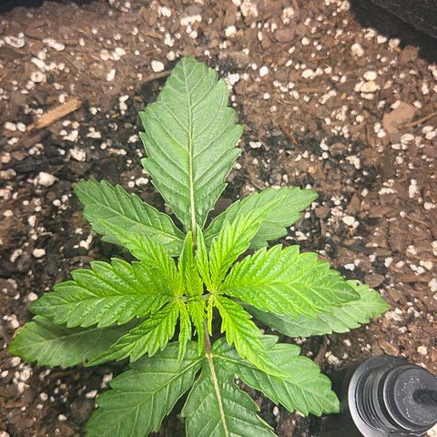 Jelly Donutz #1 growlog timeline photo