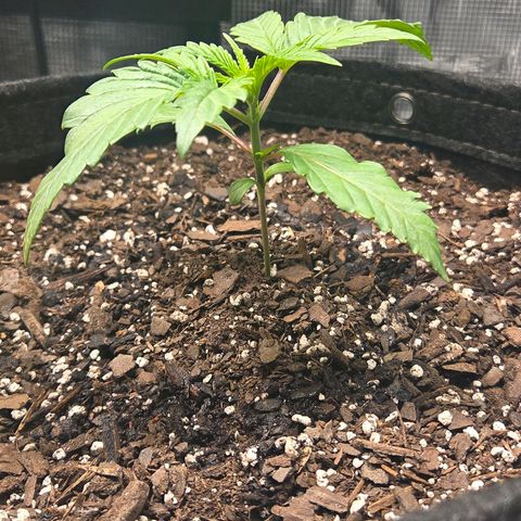 Jelly Donutz #2 growlog timeline photo