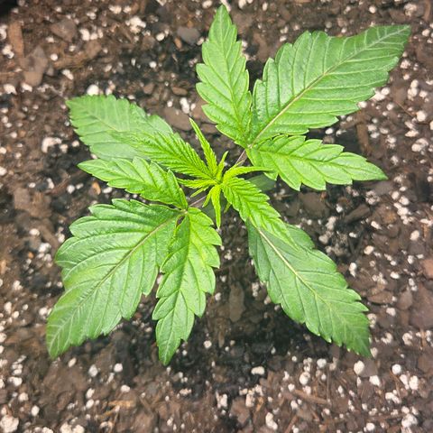 Jelly Donutz #2 growlog timeline photo