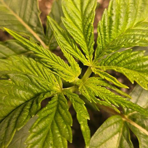 Jelly Donutz #1 growlog timeline photo