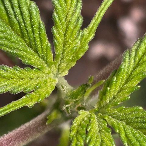 Jelly Donutz #2 growlog photo: Topped at 4th node