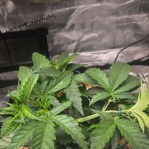 Jelly Donutz #2 growlog timeline photo
