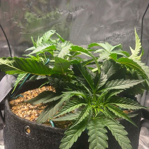 Jelly Donutz #2 growlog timeline photo