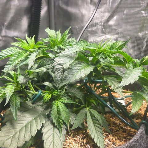 Jelly Donutz #1 growlog timeline photo