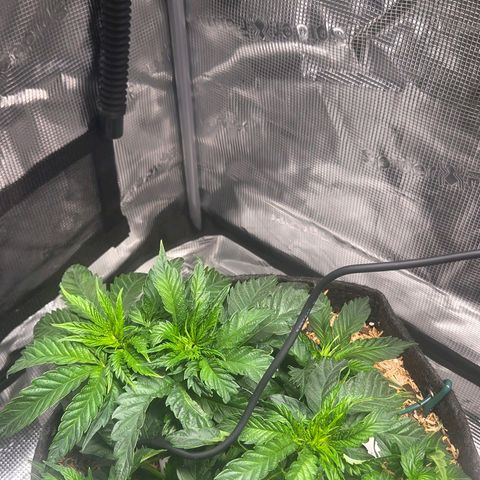 Jelly Donutz #1 growlog timeline photo