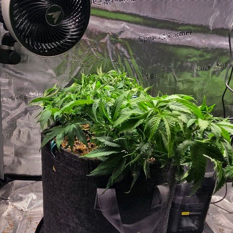 Jelly Donutz #1 growlog timeline photo