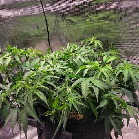 Jelly Donutz #1 growlog timeline photo