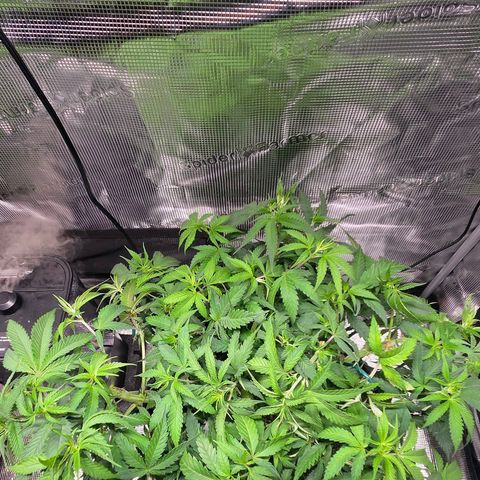 Jelly Donutz #2 growlog timeline photo