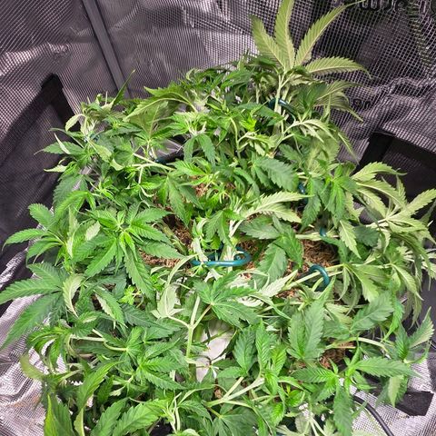 Jelly Donutz #2 growlog timeline photo