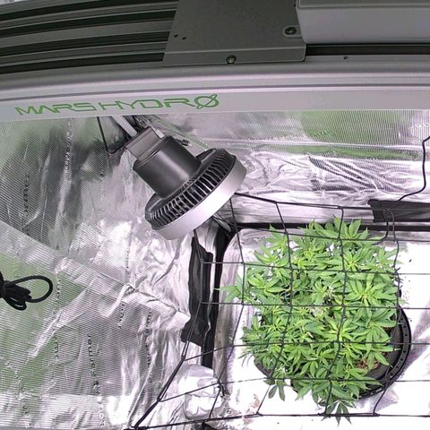 Jelly Donutz #1 growlog timeline photo