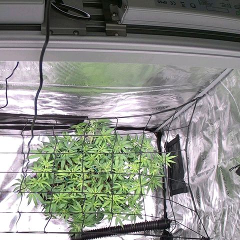 Jelly Donutz #2 growlog timeline photo
