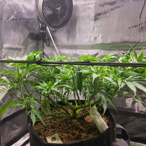 Jelly Donutz #1 growlog photo: Lollipoped