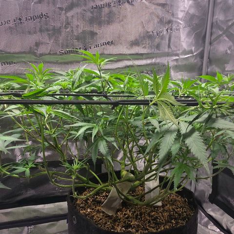 Jelly Donutz #2 growlog photo: Lollipopped
