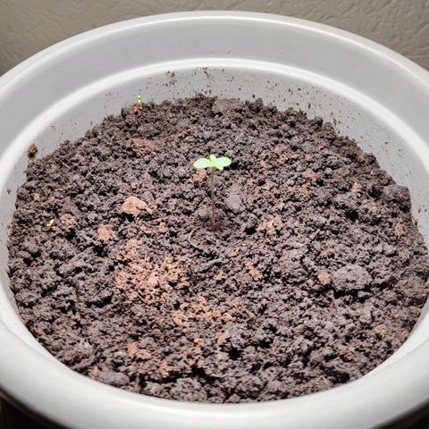 Amnesia Haze Automatic growlog timeline photo