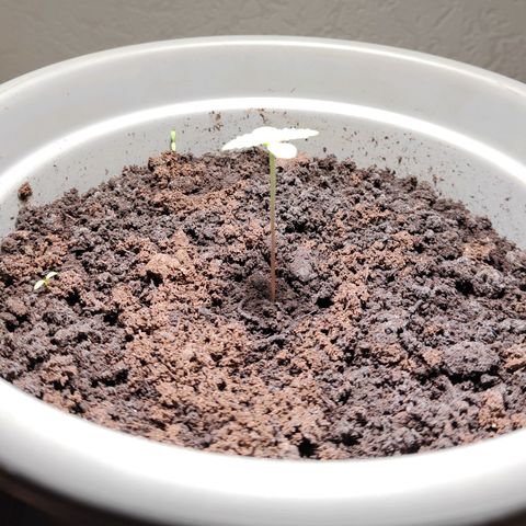 Amnesia Haze Automatic growlog timeline photo