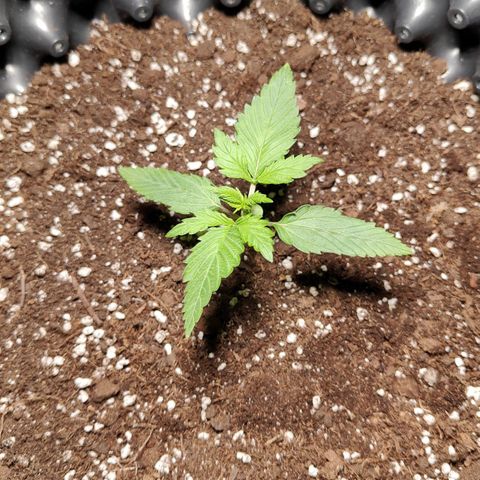 Amnesia Haze Automatic growlog timeline photo