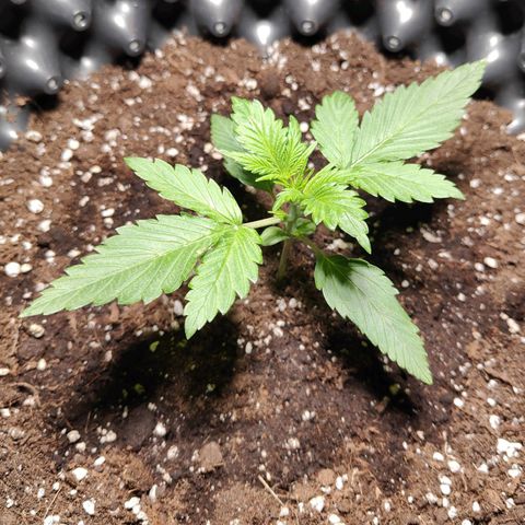 Amnesia Haze Automatic growlog timeline photo