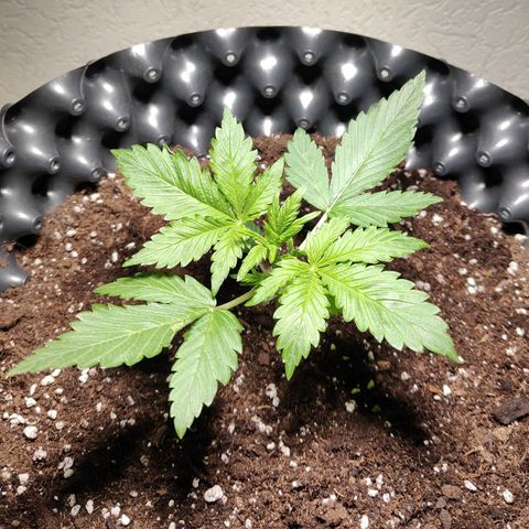 Amnesia Haze Automatic growlog timeline photo