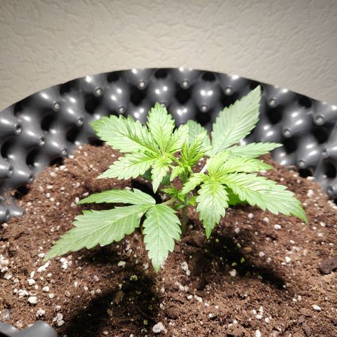 Amnesia Haze Automatic growlog timeline photo