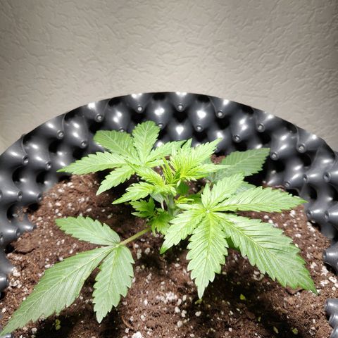Amnesia Haze Automatic growlog timeline photo