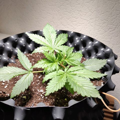 Amnesia Haze Automatic growlog photo: Training