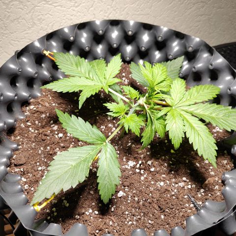 Amnesia Haze Automatic growlog photo: LST