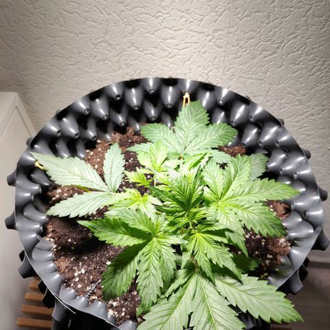 Amnesia Haze Automatic growlog timeline photo