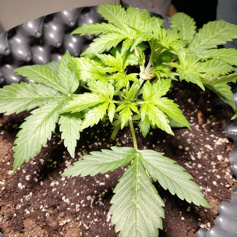 Amnesia Haze Automatic growlog timeline photo